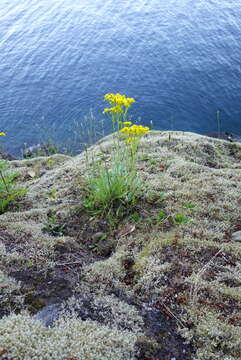 Image of Siskiyou Mountain Groundsel