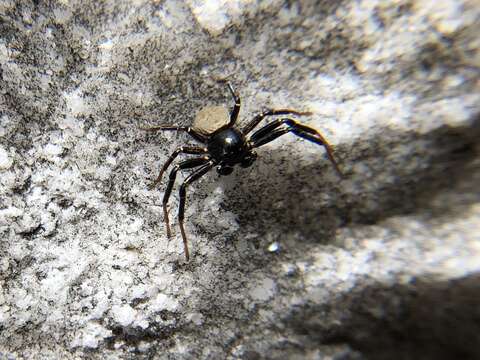 Image of Xysticus alboniger Turnbull, Dondale & Redner 1965