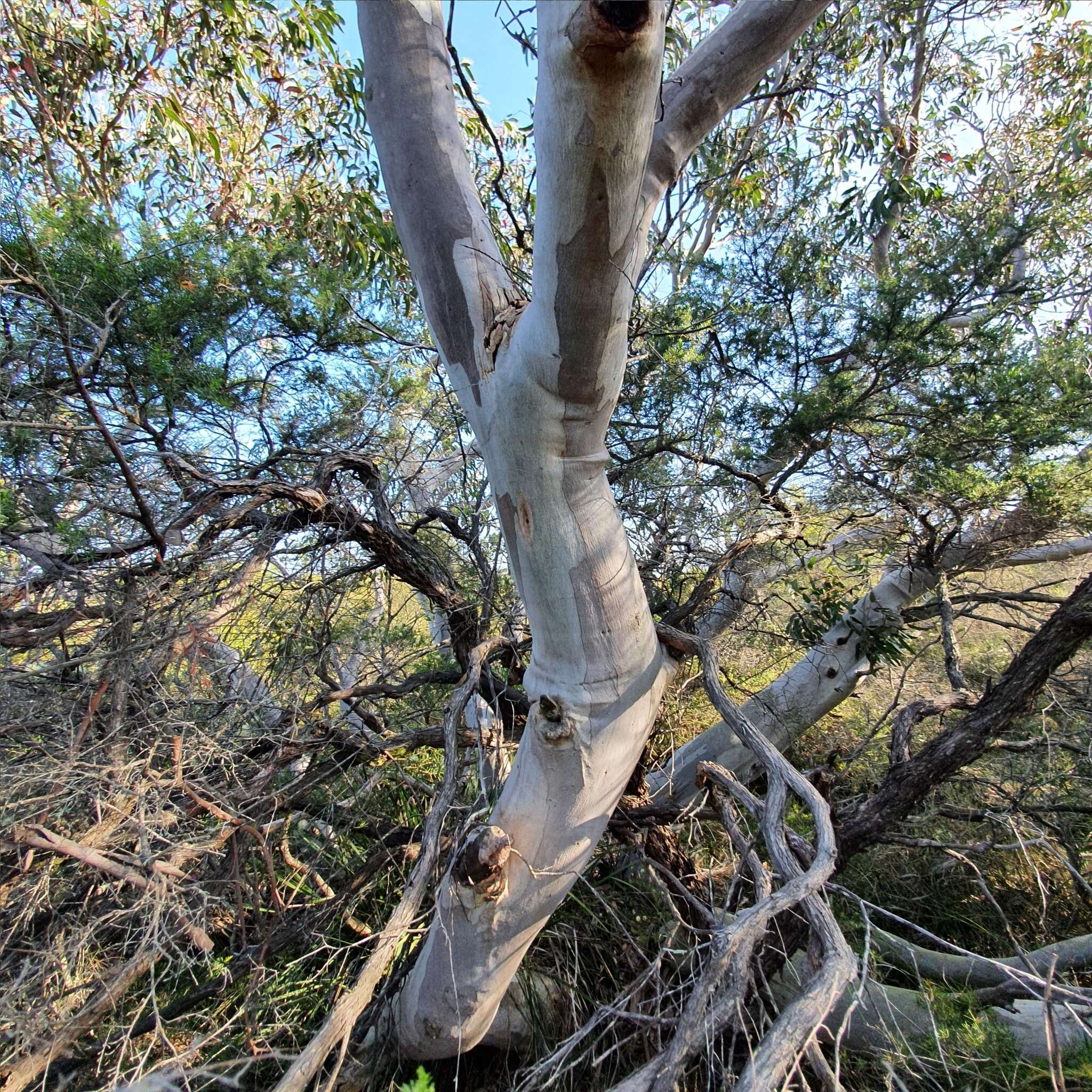 Eucalyptus haemastoma Sm. resmi