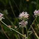 Слика од Thelypodium integrifolium subsp. complanatum Al-Shehbaz