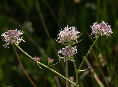 Слика од Thelypodium integrifolium subsp. complanatum Al-Shehbaz