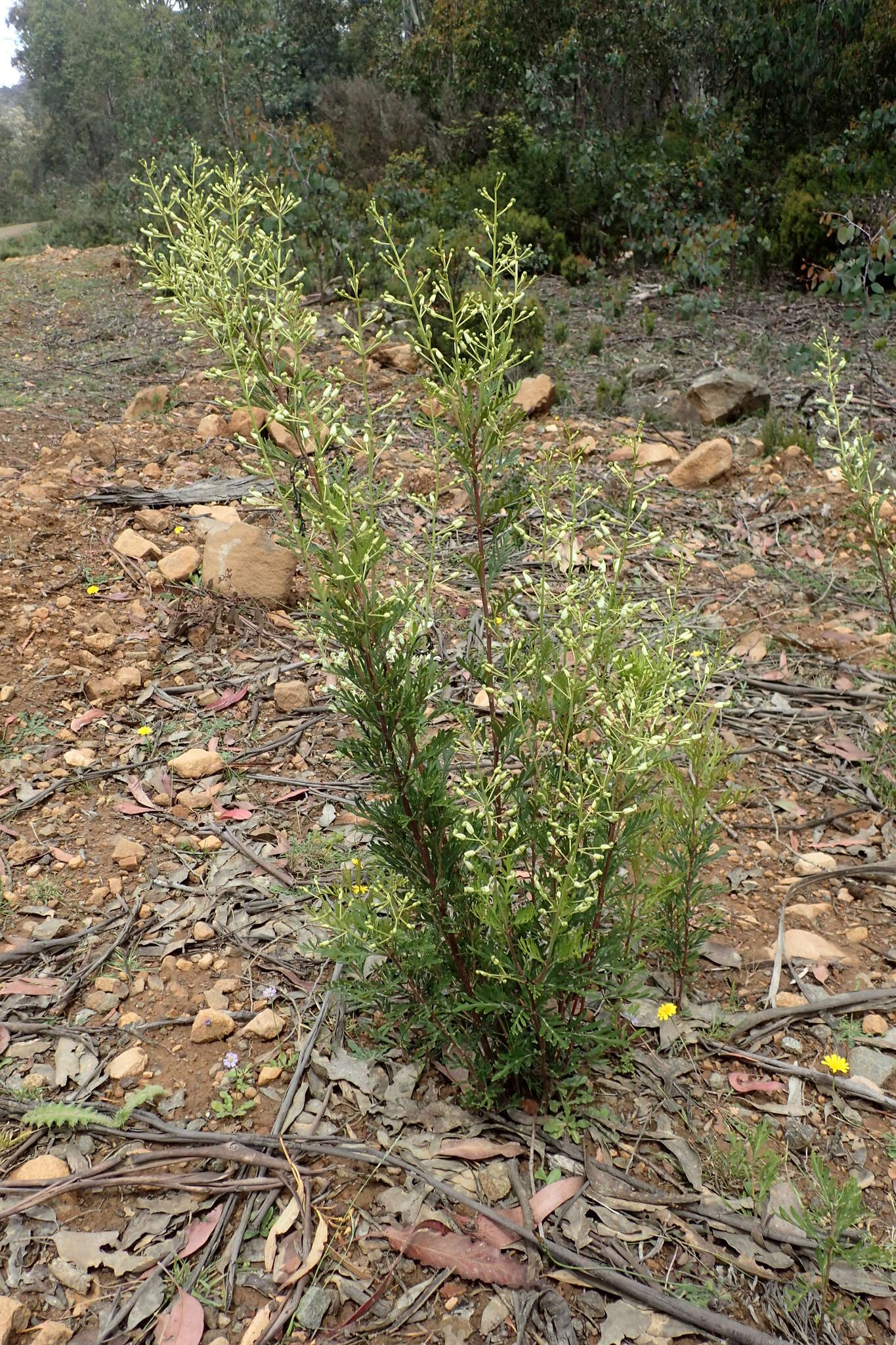 Imagem de Lomatia tinctoria (Labill.) R. Br.