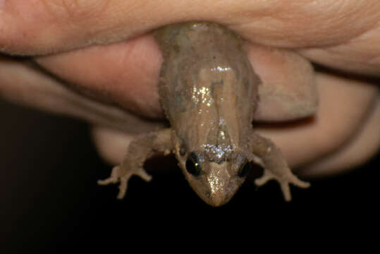 Image of Leptodactylus podicipinus (Cope 1862)