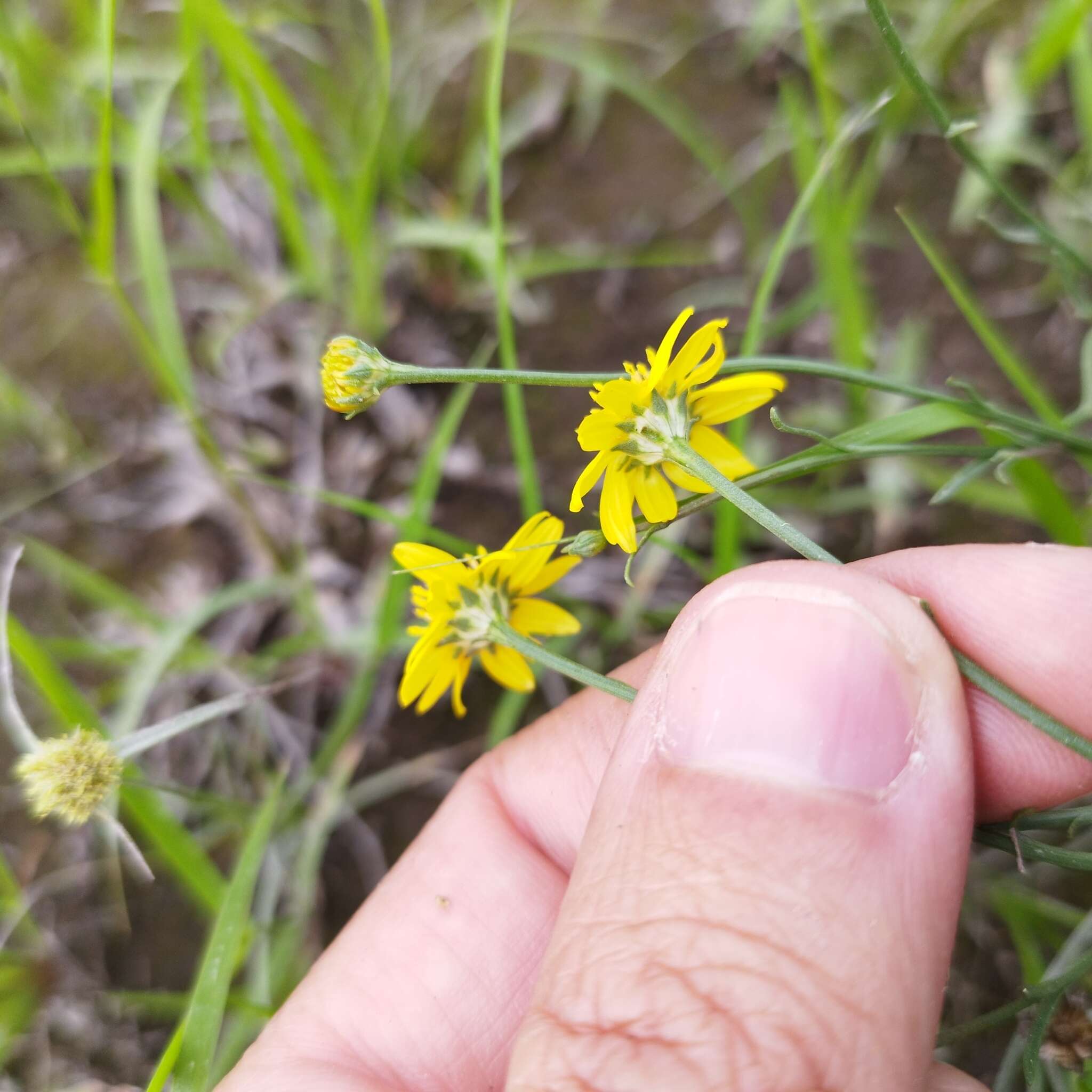 Image of Gutierrezia sericocarpa (A. Gray) M. A. Lane