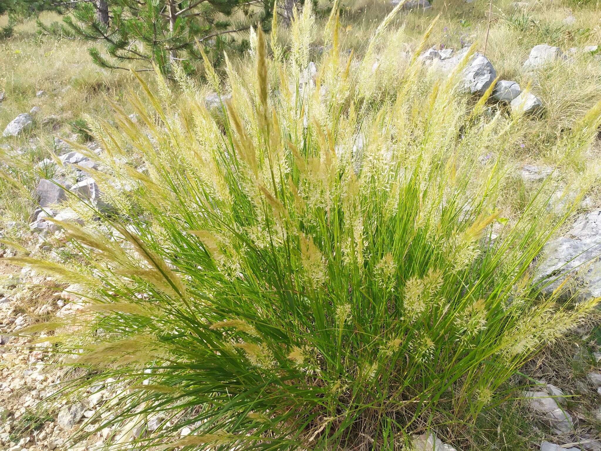 Plancia ëd Achnatherum calamagrostis (L.) P. Beauv.