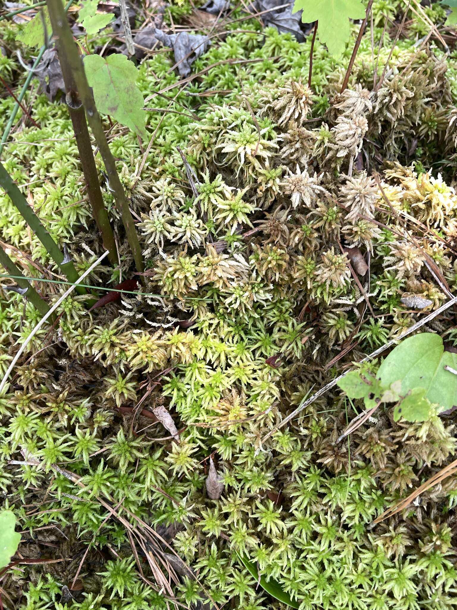 Sphagnum henryense Warnstorf 1900的圖片