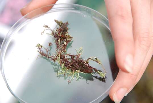 Image of common coral weed