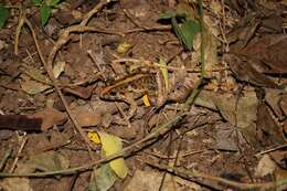 Image of Asian Brackish Frog