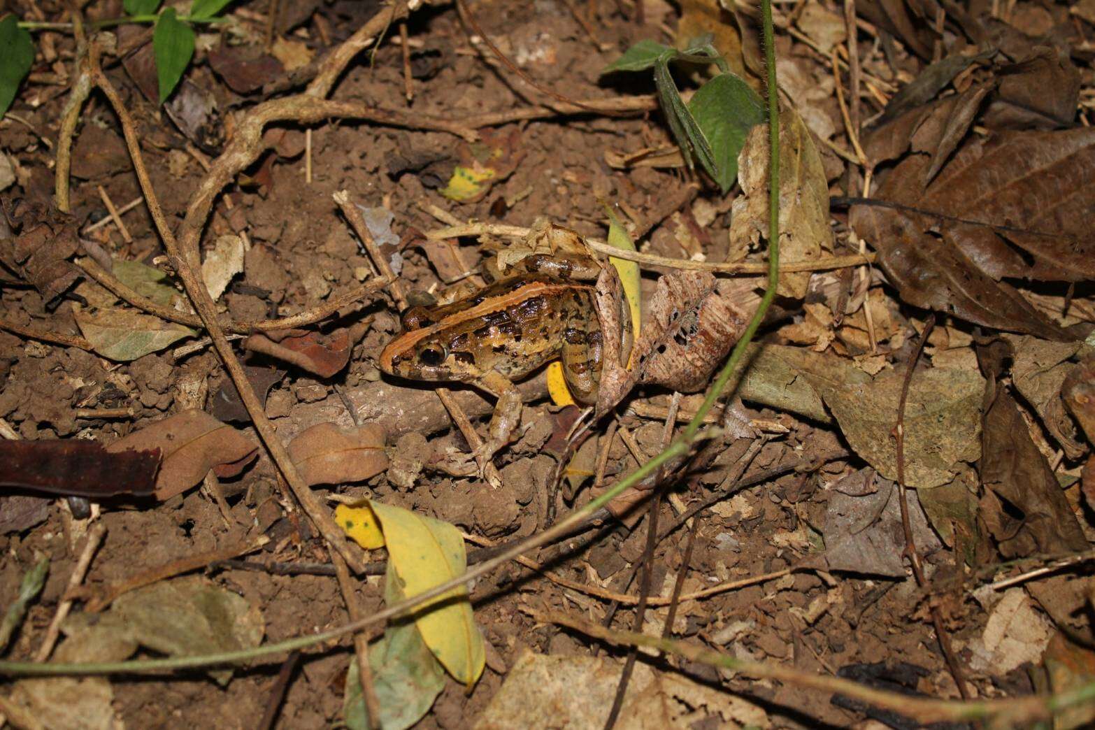 Image of Asian Brackish Frog