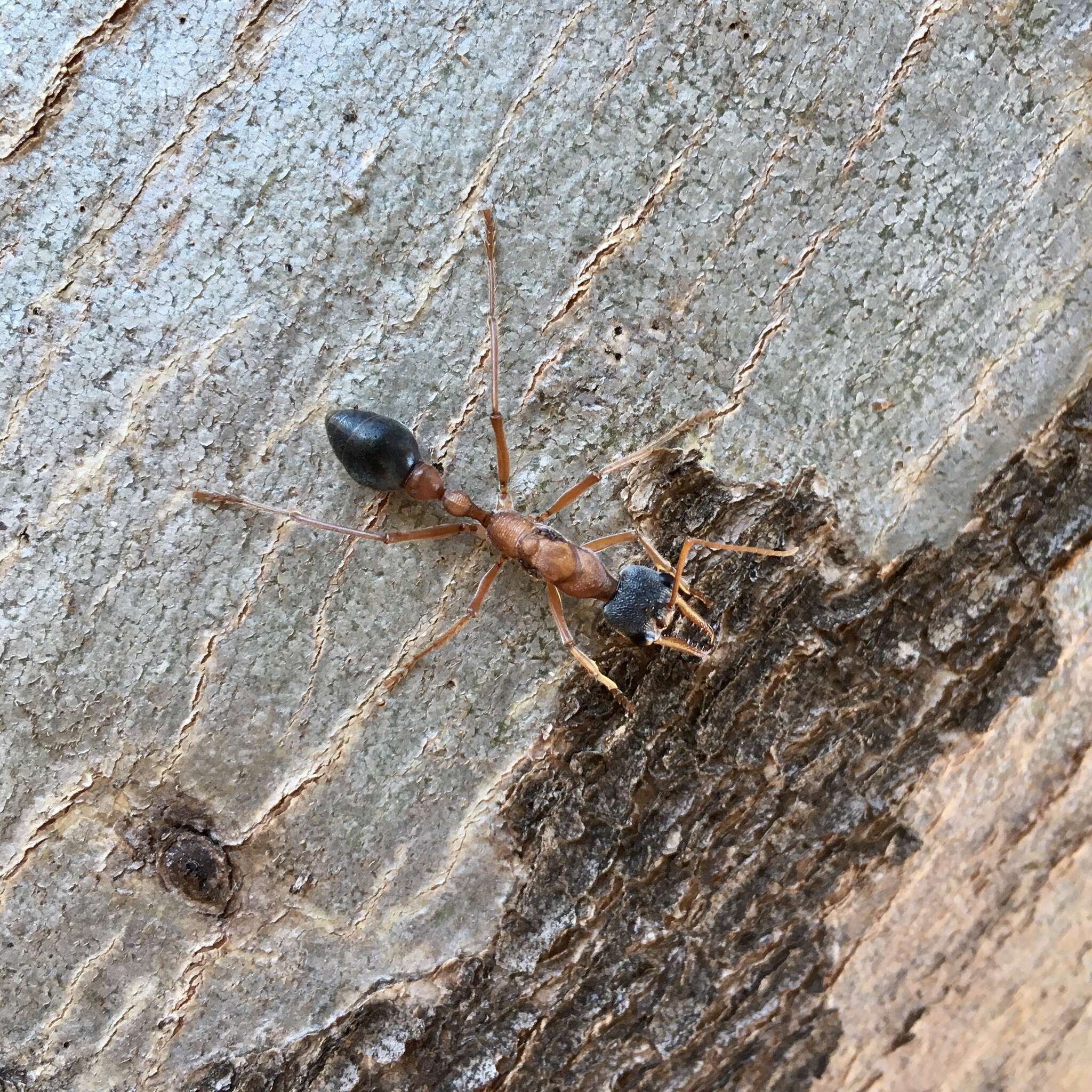 صورة Myrmecia desertorum Wheeler 1915