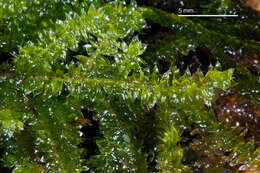 Image of cyclodictyon moss
