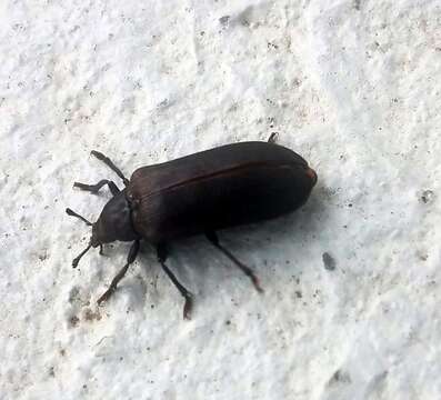 Image of Cedar Beetle