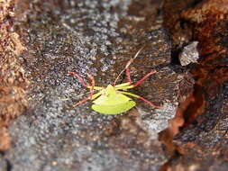 Image of Chlorocoris (Chlorocoris) distinctus Signoret 1851