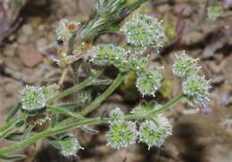 صورة Cryptantha gracilis Osterh.