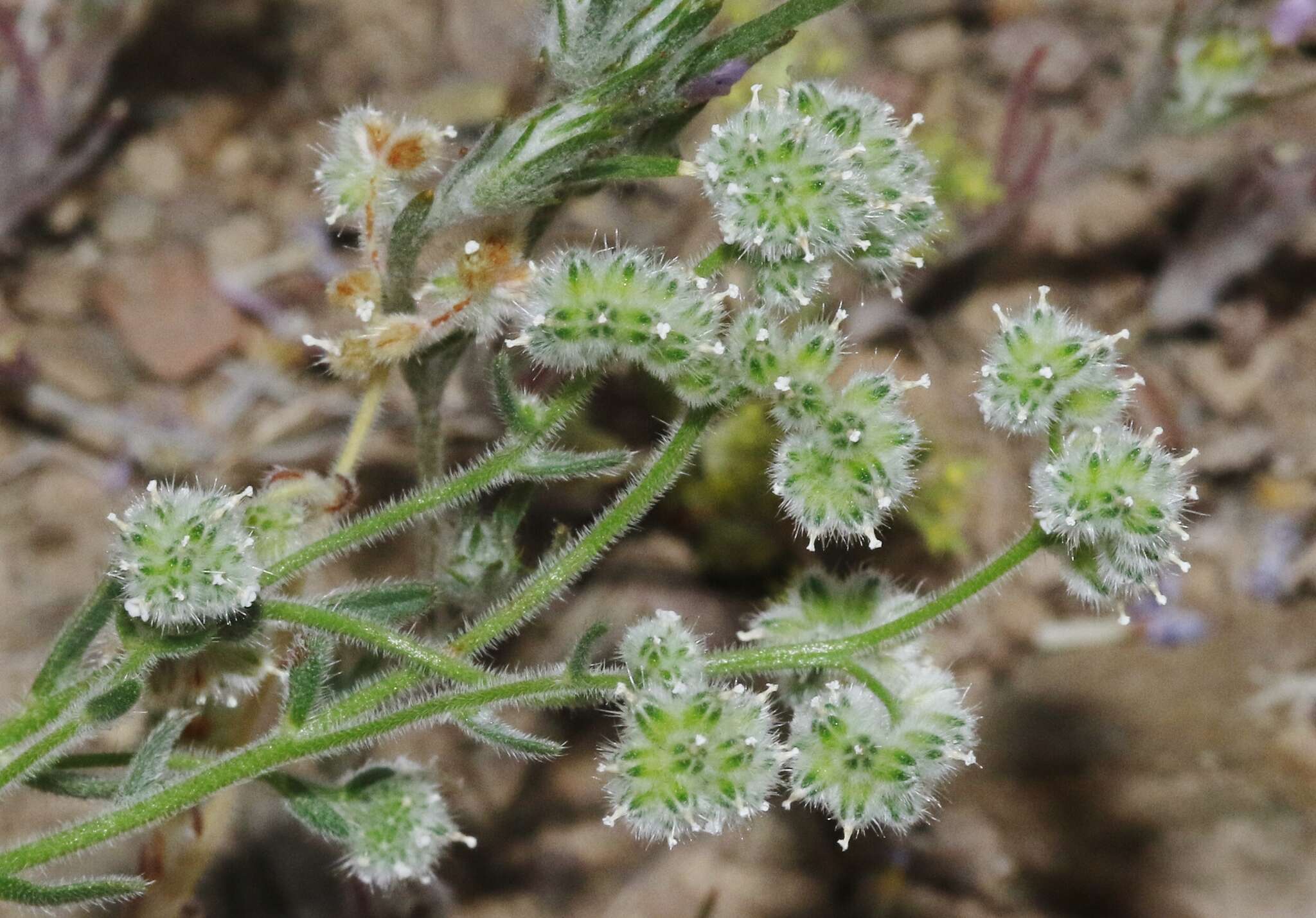 صورة Cryptantha gracilis Osterh.