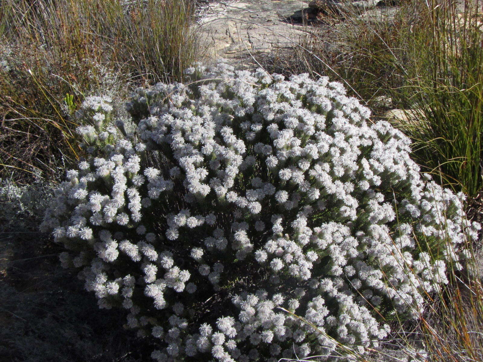 Image of Phylica leipoldtii Pillans