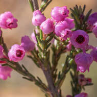 Image of Erica selaginifolia Salisb.