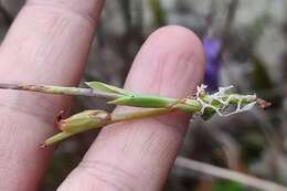 Image of Burmannia stuebelii Hieron. & Schltr.