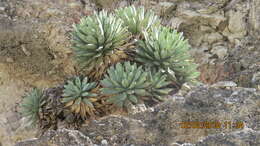 Agave macroacantha Zucc. resmi