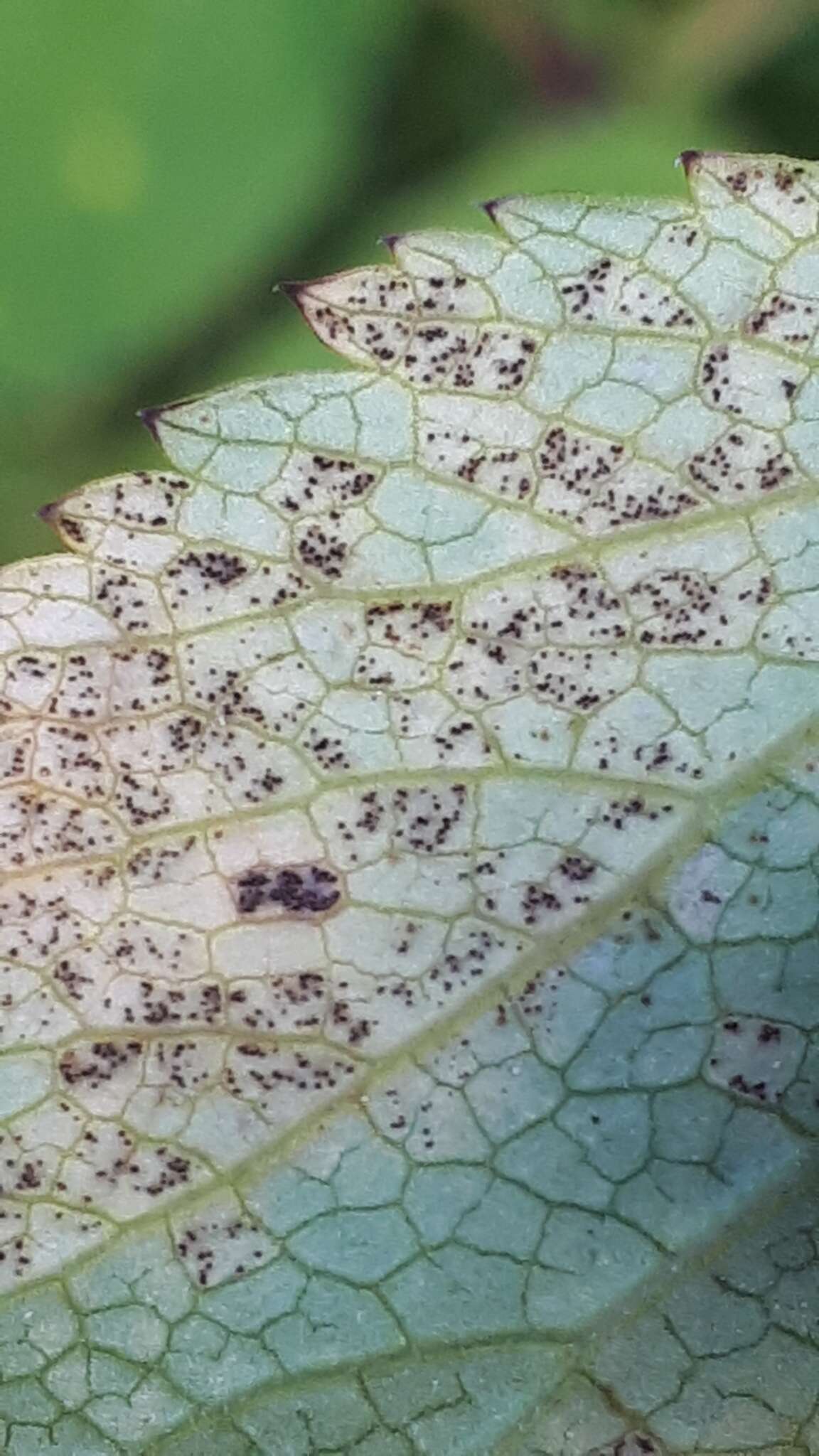 Plancia ëd Puccinia angelicae (Schumach.) Fuckel 1870