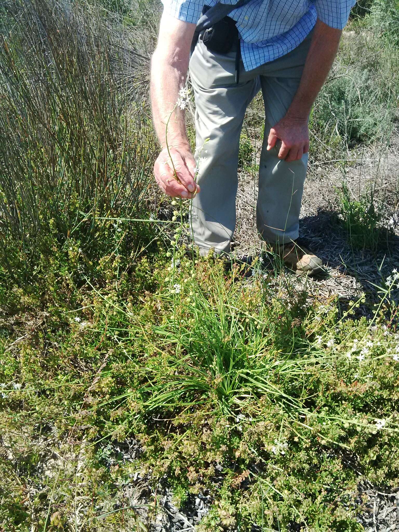 Image of Trachyandra scabra (L. fil.) Kunth