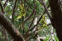 Imagem de Mucuna macrocarpa Wall.