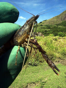 Image of bristled river shrimp