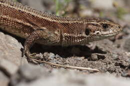 Image of Zootoca vivipara louislantzi Arribas 2009