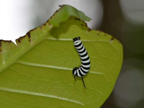 Image of Tiger Mimic-Queen