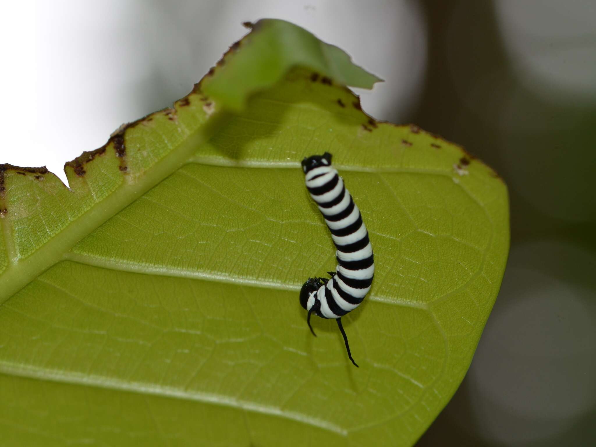 Image of Tiger Mimic-Queen