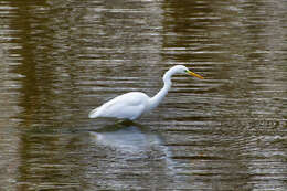 Image of Ardea alba alba Linnaeus 1758