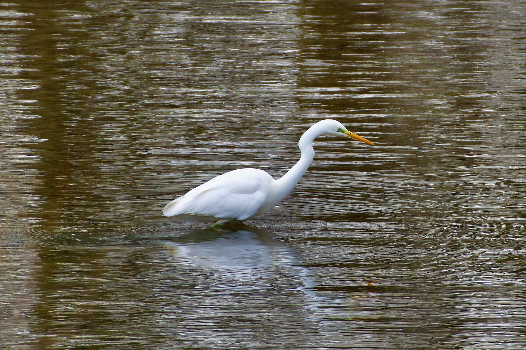 Image of Ardea alba alba Linnaeus 1758