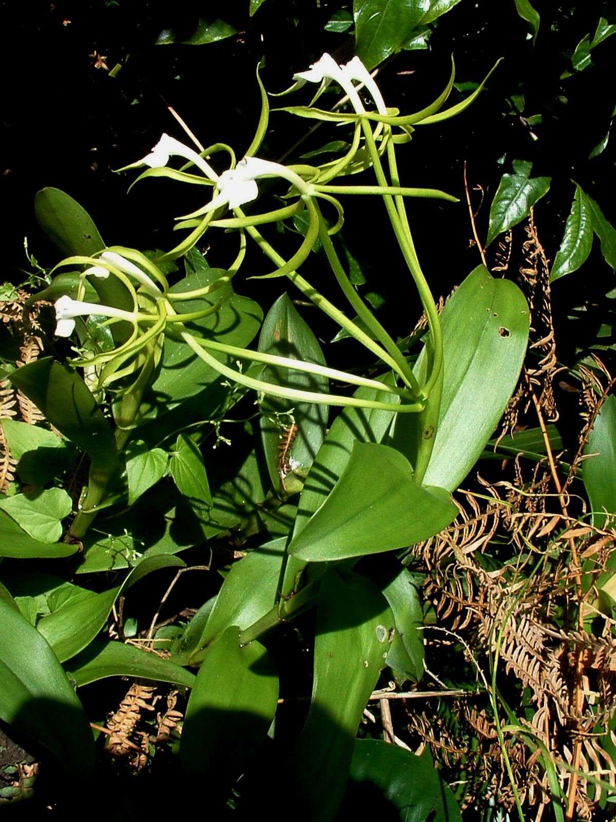 Image of Epidendrum lacustre Lindl.