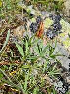 Слика од Trifolium polyphyllum (C. A. Mey.) Latsch.