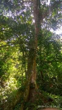 Image of Jamaican cherry fig