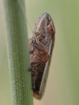 Image de Neophilaenus angustipennis (Horváth 1909)