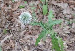 Image of Echinops sphaerocephalus subsp. sphaerocephalus