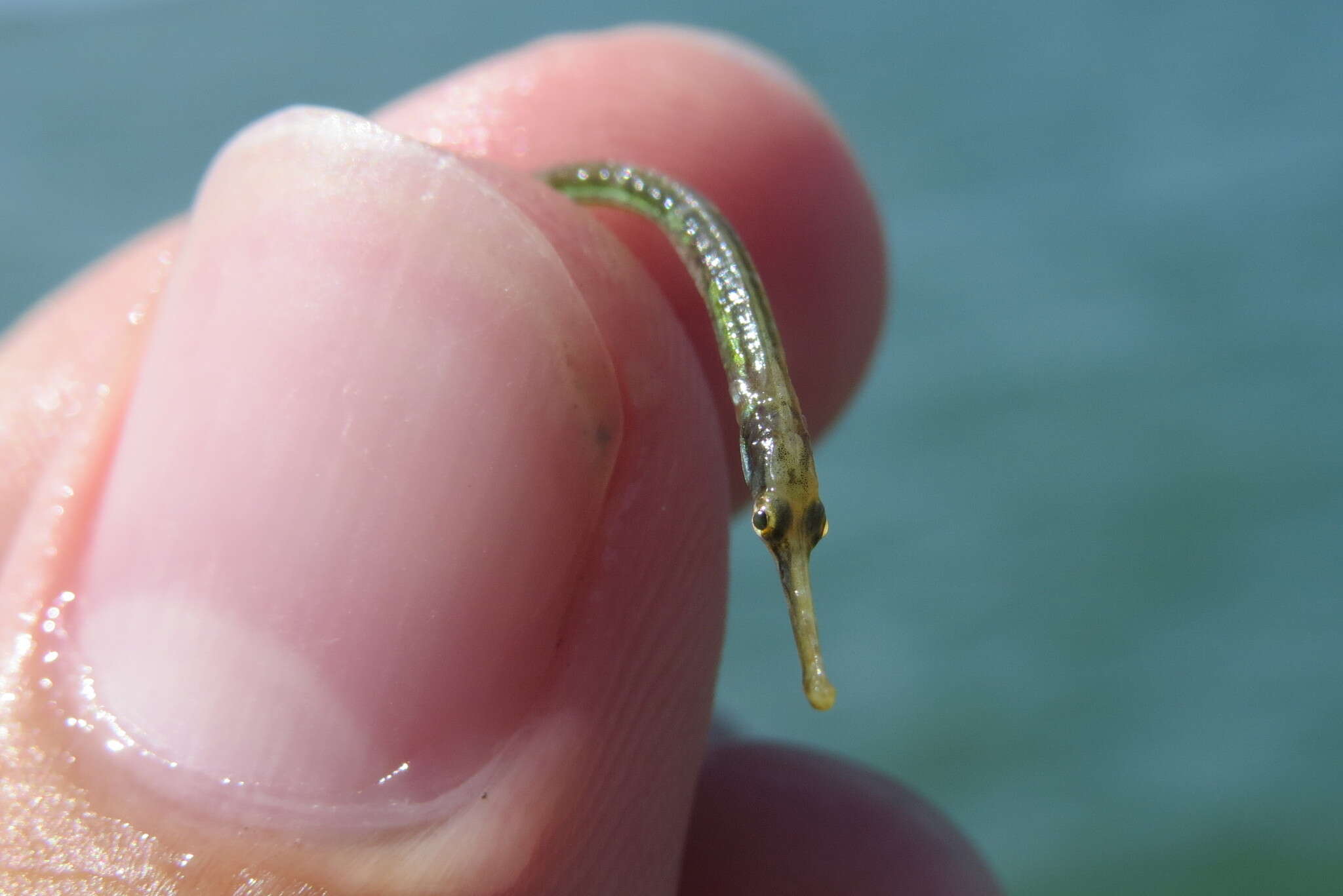 Image of Dusky pipefish