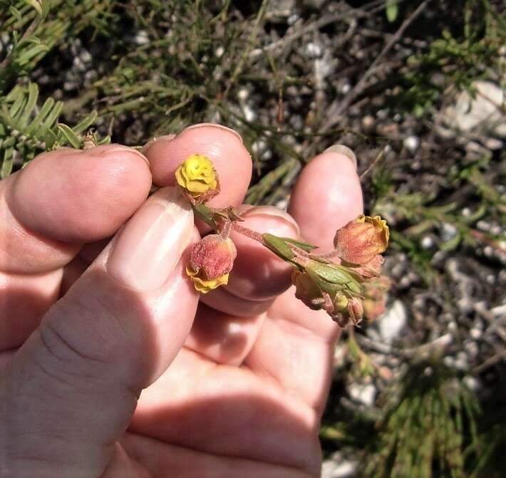 Image of Hermannia concinnifolia Verdoorn