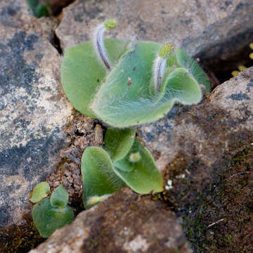 Слика од Holothrix villosa Lindl.