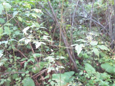 Image of Clematis brevicaudata DC.