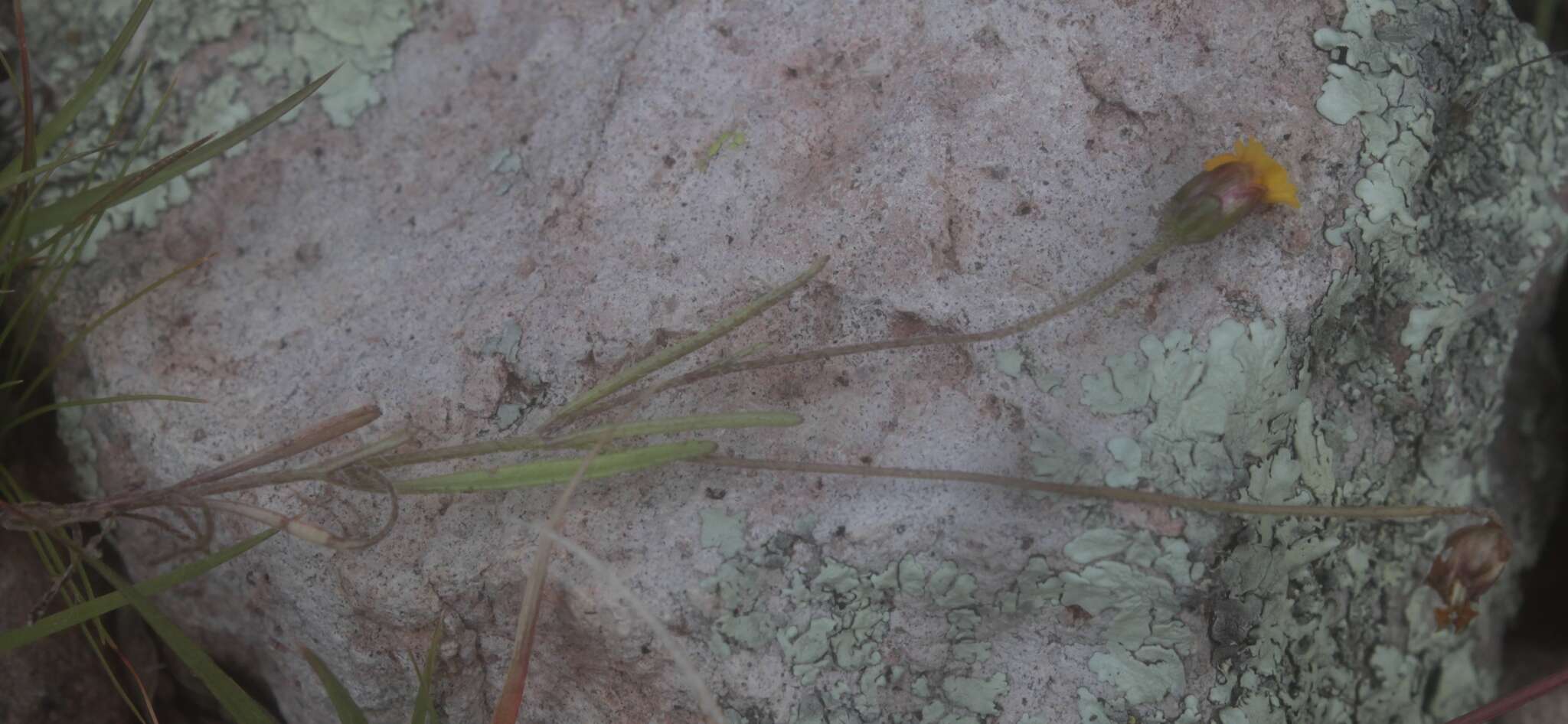 Image de Tridax balbisioides (Kunth) A. Gray