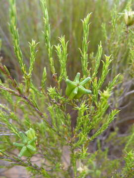 Image of Diosma acmaeophylla Eckl. & Zeyh.