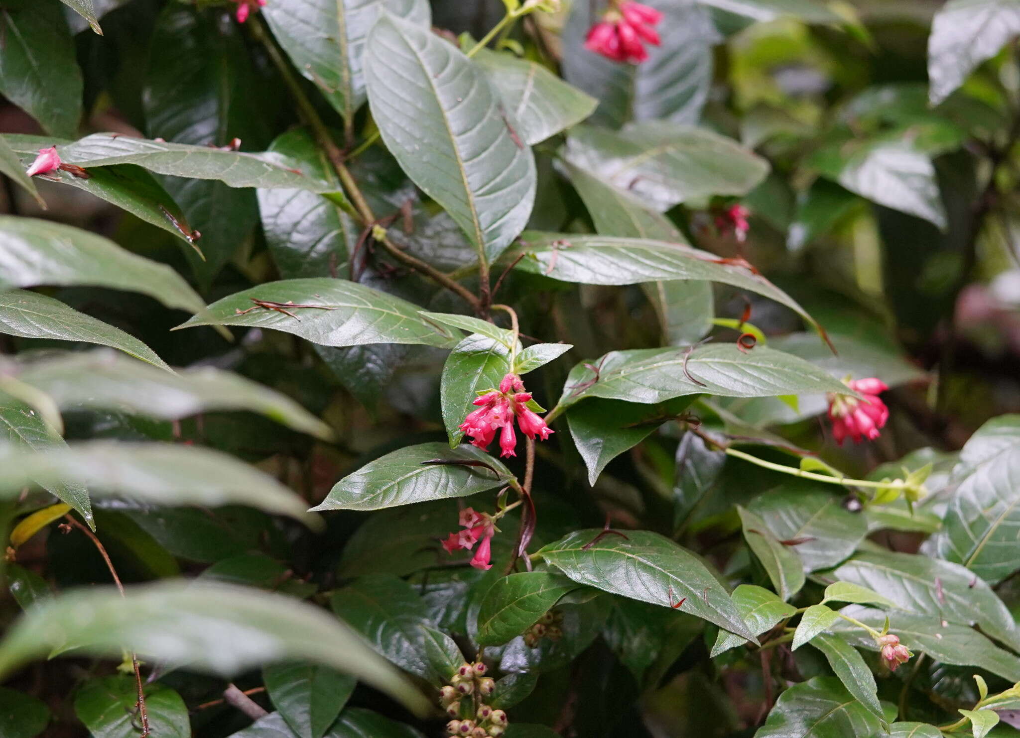 Image of purple cestrum