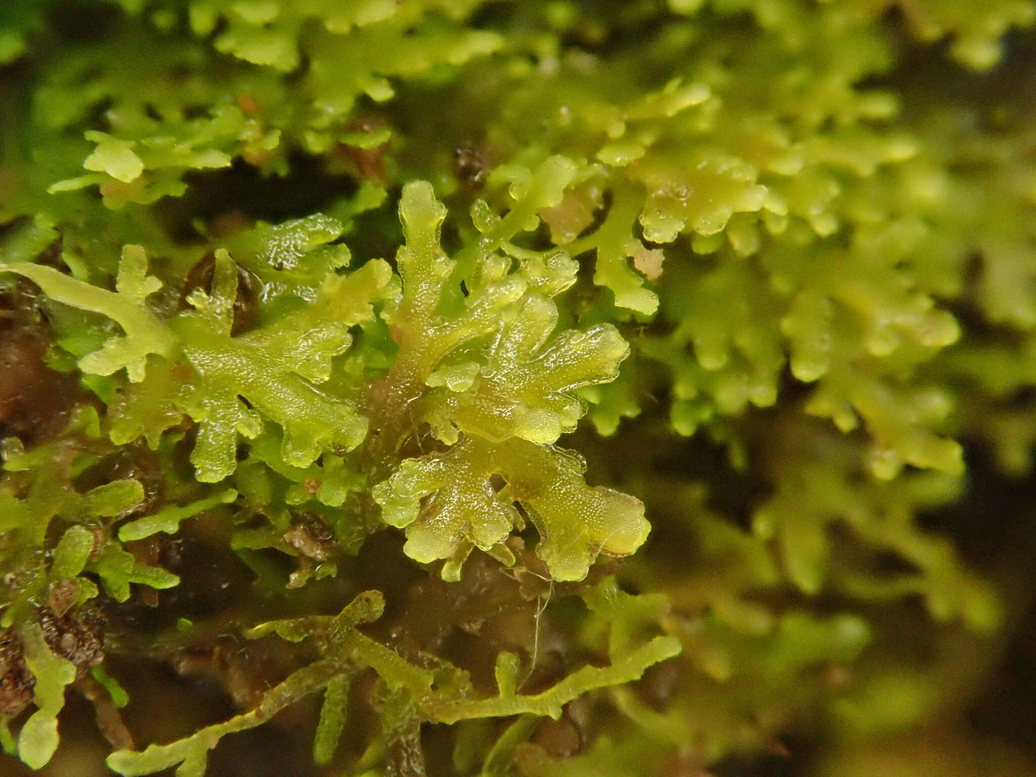 Image of Riccardia multifida (L.) Gray