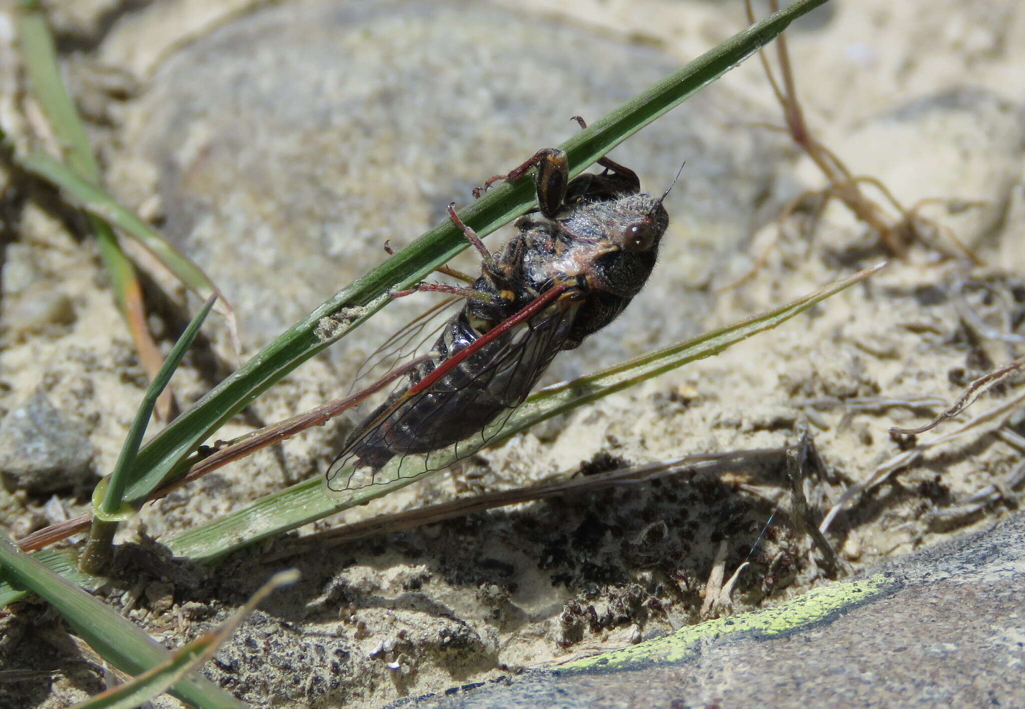 Image of Campbell’s cicada