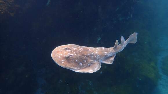 Image of Cortez Electric Ray