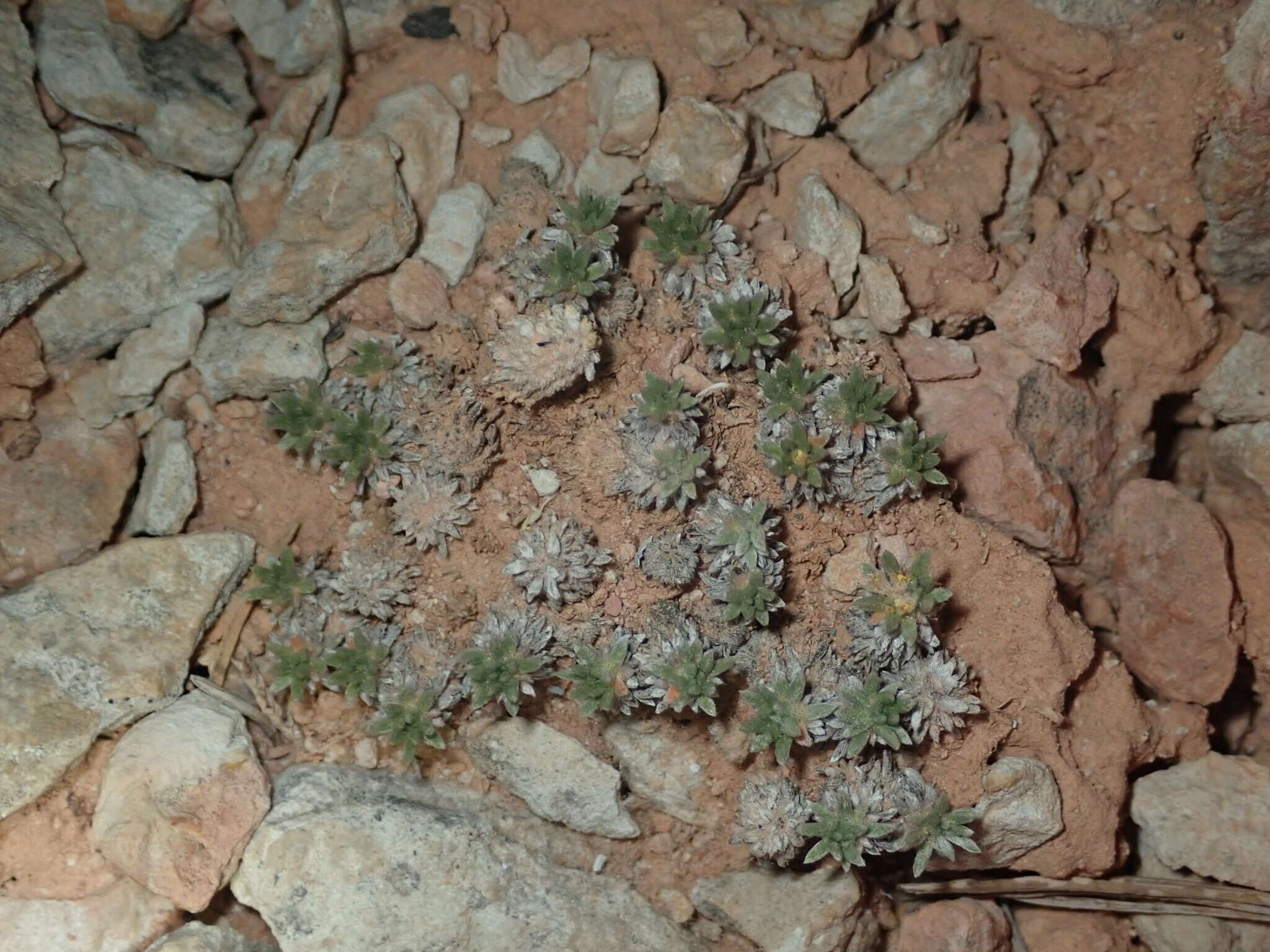 Image of Red Canyon buckwheat