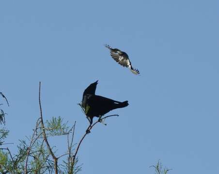 Image of Gray Kingbird