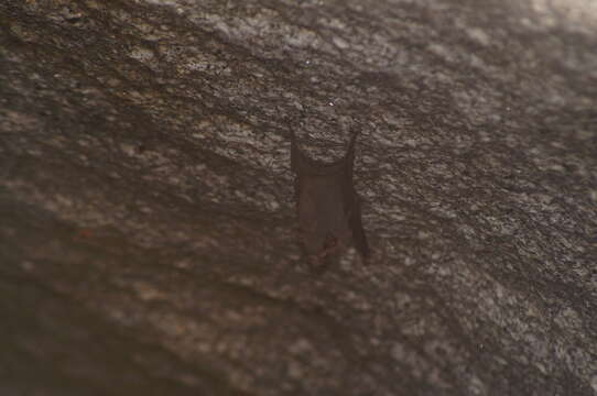 Image of Sac-winged bats